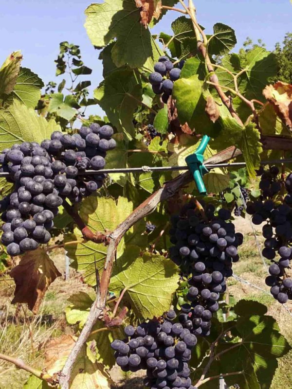 Visitare le Langhe e il Roero: tra vini e borghi